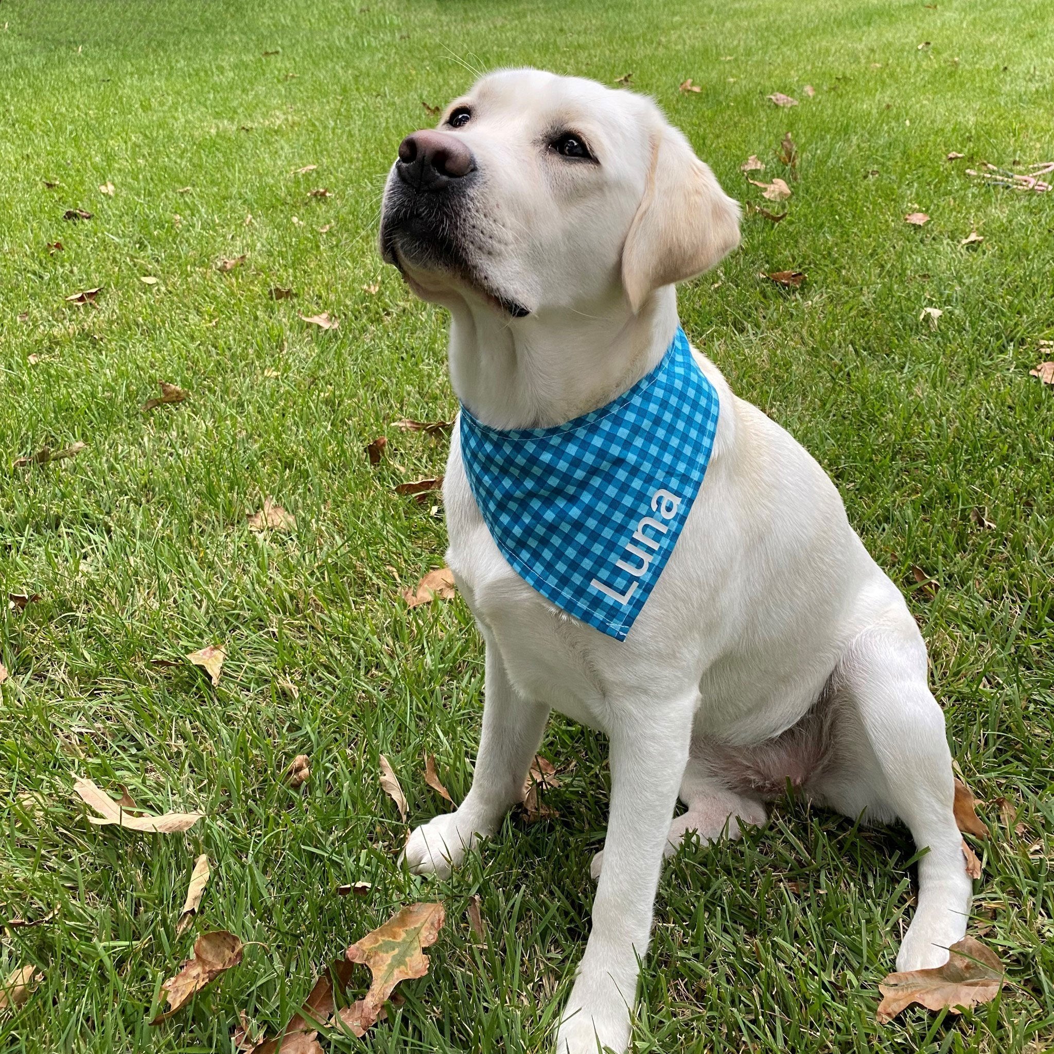 Dog Bandana Someone Get My Dad a Beer