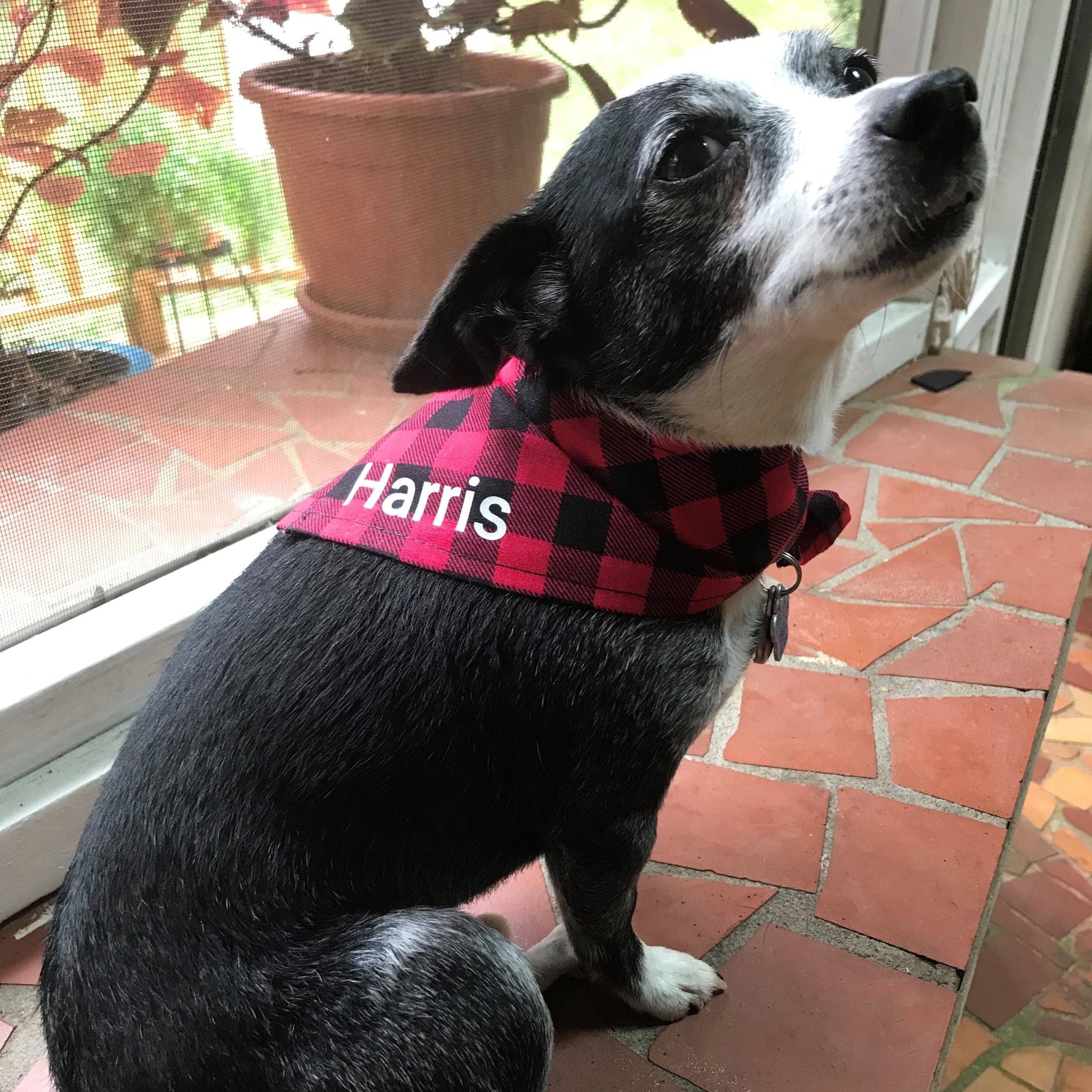 Black and red 2024 plaid dog bandana